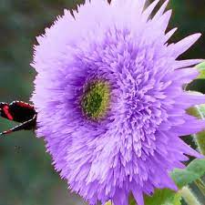 50 Purple Teddy Bear Sunflower Seeds - Fluffy Blooms - Pollinator Friendly - Helianthus annuus - Non-GMO, Easy to Grow