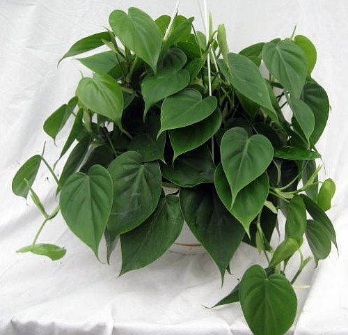 2" Rooted Multi-Cutting Starter Plants, Philodendron Cordatum, Heartleaf Vine, Easy to Grow Indoor/Outdoor, Pet-Friendly