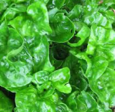 Brazilian Spinach Cuttings 4-5" Organic Alternanthera sissoo Edible Perennial Dark Green Leaves Ground Cover