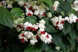 Bleeding Heart Starter Plant - Clerodendrum thomsoniae, White & Red Blooms, Hardy Climbing Vine for Garden Landscaping