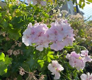Ivy Geranium Cuttings 6" White-Pink Double Blooms Pelargonium Peltatum for Containers & Hanging Baskets