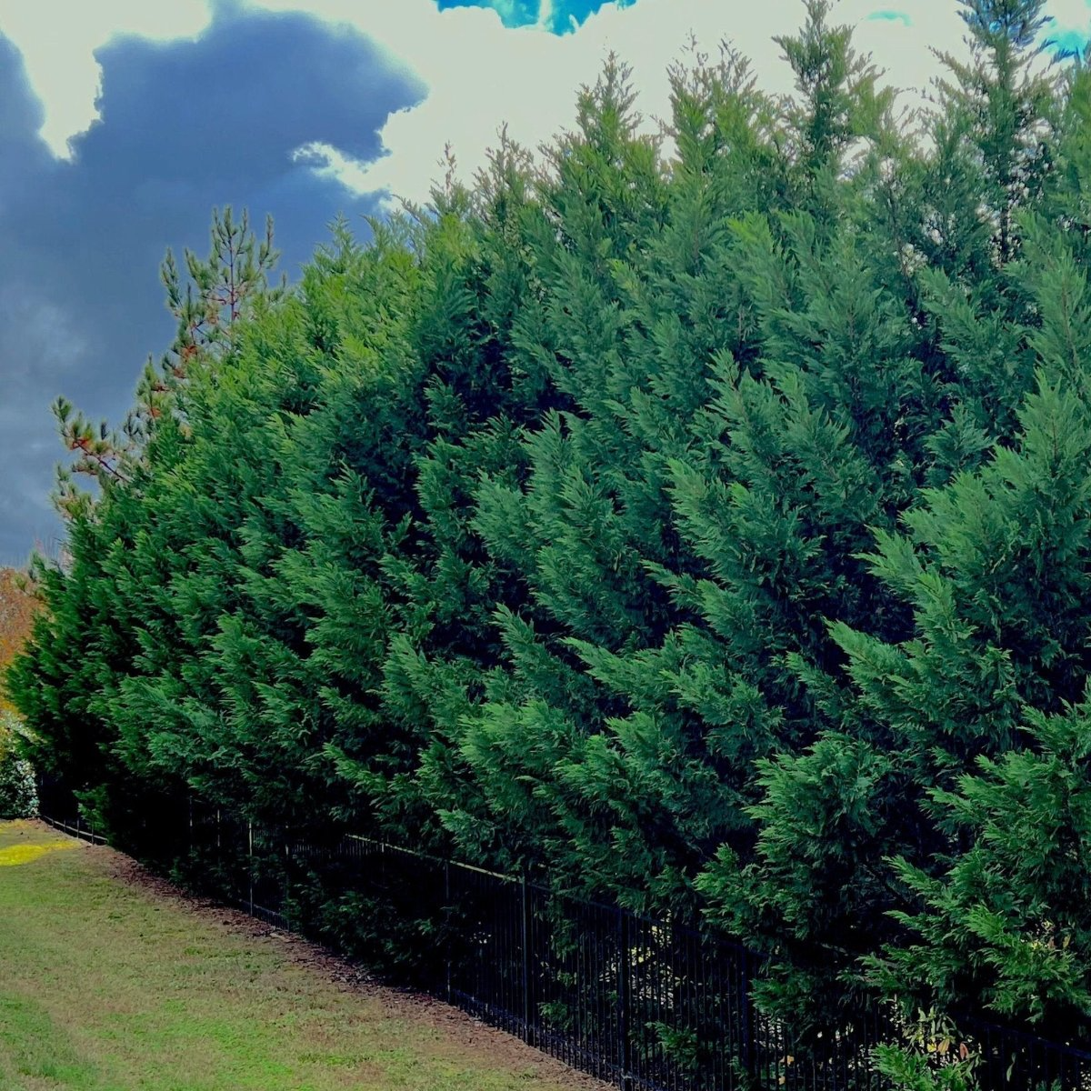 5 Leyland Cypress Trees - 12–24” Starter Plants | Fast-Growing Evergreen | Cupressus × leylandii | Privacy & Windbreak Trees