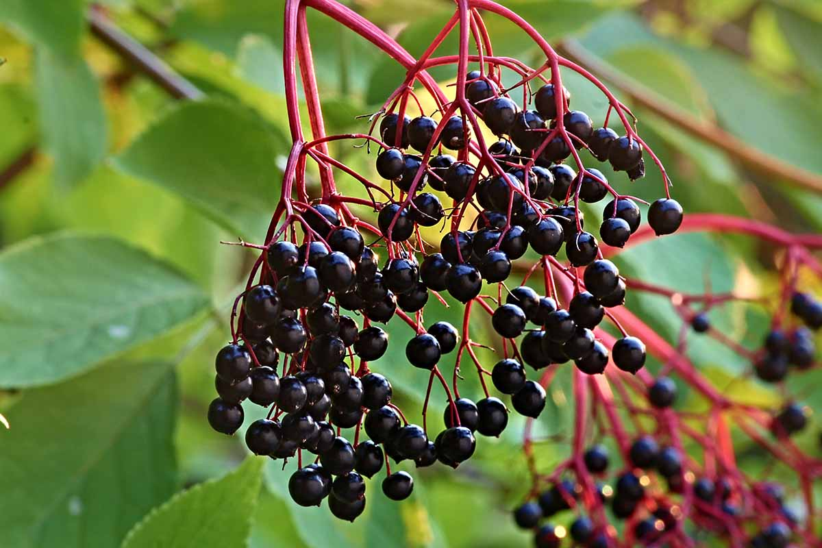 5 American Elderberry Plants - Sambucus canadensis - Fully Rooted Live Perennials for Gardens, Wildlife, Edible Landscaping