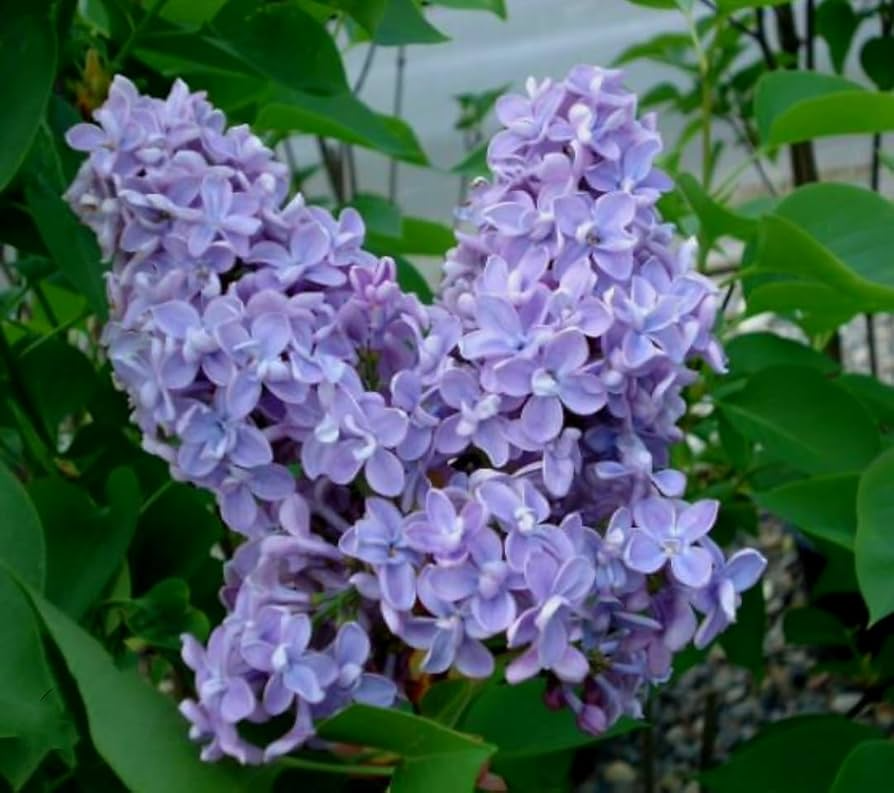 50 Purple Lilac Seeds | Syringa vulgaris | Non-GMO Fragrant Shrub for Hedges & Spring Blooms | Purple Flowering Plant