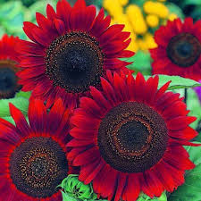 50 Red Sun Sunflower Seeds | Helianthus annuus | Bold Red Blooms for Pollinator Gardens and Cut Flowers