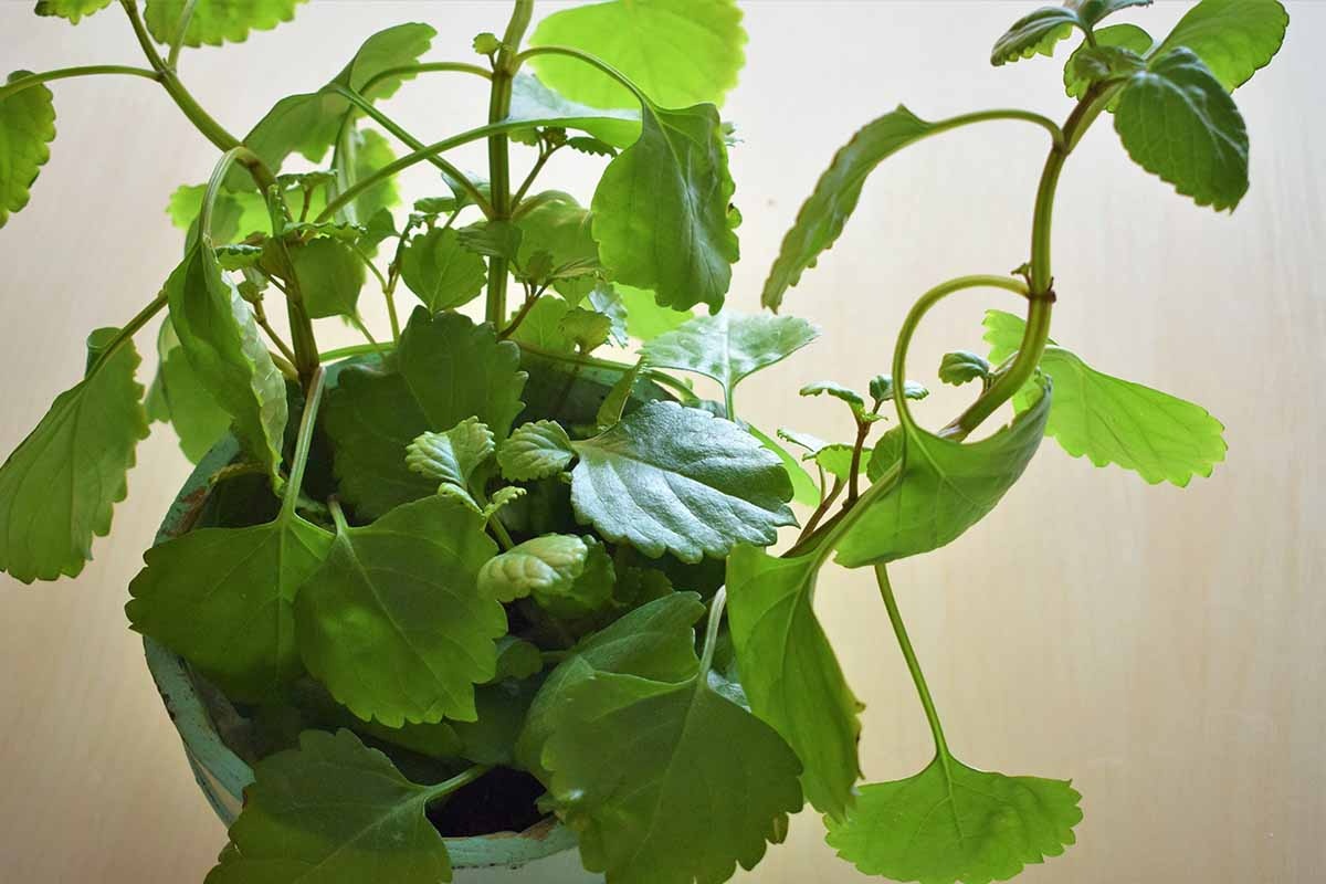 Plectranthus verticillatus Cuttings, 5 Stem Pieces, Swedish Ivy, Trailing Houseplant, Green Foliage, USDA Zones 10-11