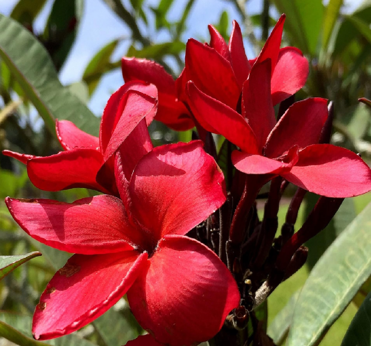Plumeria Cuttings 12-14 Inch Miami Rose Variety Frangipani Plant Propagation Plumeria rubra - Tropical Flowering Plant