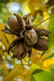 Hardy Pecan Tree - 12-24” Bare Root - Carya illinoinensis - Edible Nut Tree for Orchards, Yards & Landscapes