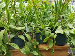 Curly Rhipsalis Plant, 6" Potted Epiphytic Cactus, Rhipsalis crispata, Indoor Jungle, Trailing Plant, USDA Zones 10-12
