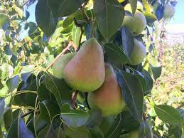 Shenandoah Pear Tree Scions 10-12 Inches Unrooted Cuttings for Grafting, Pyrus communis, Sweet Pear, Fruit Tree Propagation