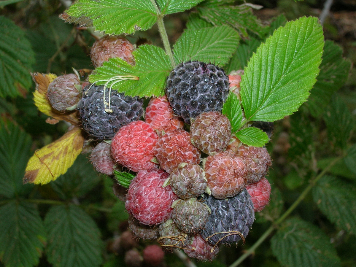 3 Bare Root Black Raspberry Plants - Rubus niveus 'Mysore' | Edible Fruit Shrubs for Gardens & Orchards | Sweet Dark Berries
