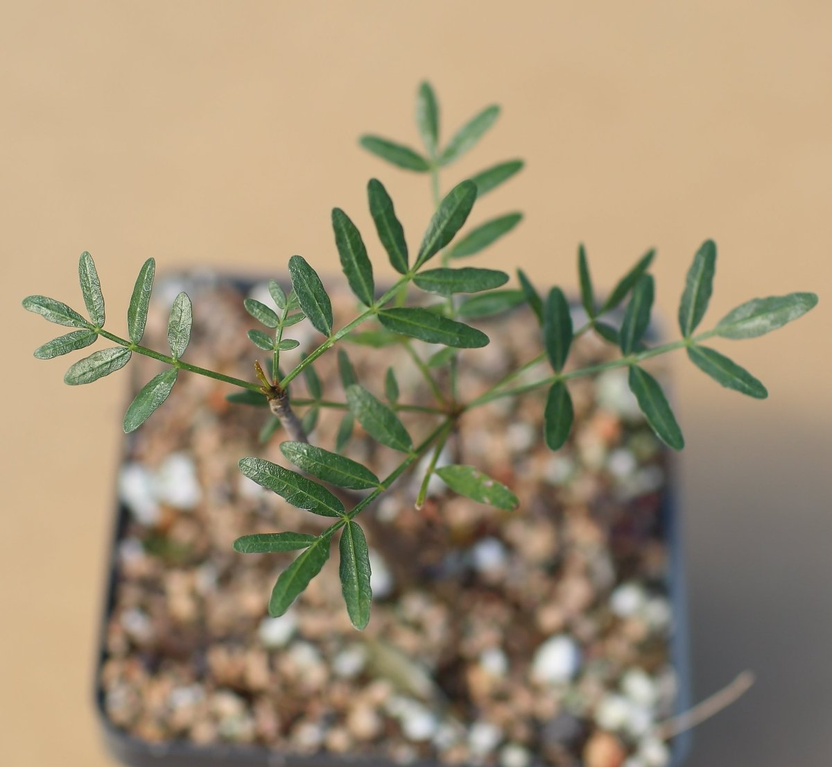 Bursera Microphylla Waterman Form Succulent 7" Rare Arizona Native Plant - Drought Tolerant Elephant Tree