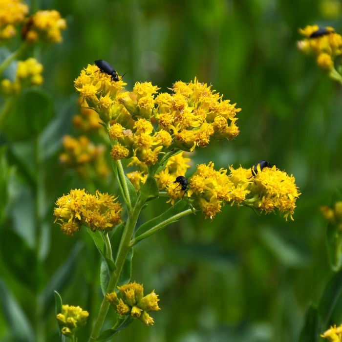 10 Bare Root Goldenrod Plants - Solidago nemoralis, Native Pollinator Wildflower for Monarch & Bee Gardens