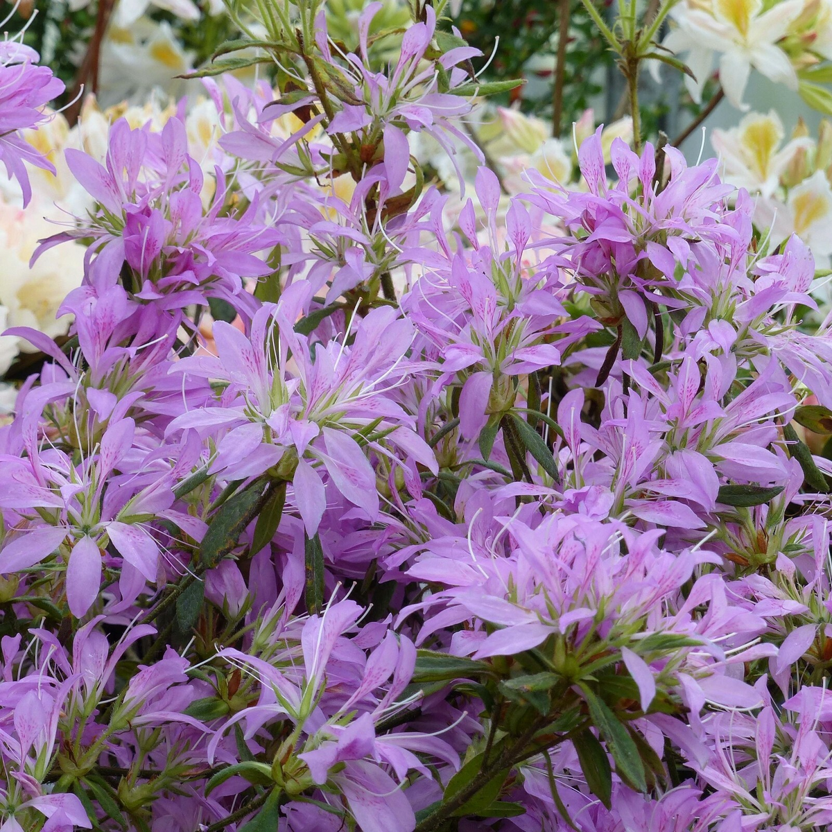 Koromo Shikibu Azalea Starter Plant, 2-8 Inches Tall, Deciduous Flowering Shrub, Rhododendron Koromo Shikibu