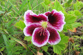 Regal Geranium Cuttings (3) - Unrooted Pelargonium - Full Sun - Easy Propagation - Flowering Plants for Containers