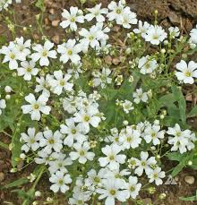 1,000 Baby's Breath Seeds | Gypsophila elegans | Non-GMO Annual Flower for Bouquets & Pollinator Gardens | White Blooms