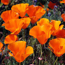 1,000 California Poppy Seeds | Non-GMO Wildflower for Pollinator Gardens | Eschscholzia californica | Drought-Tolerant Orange Blooms