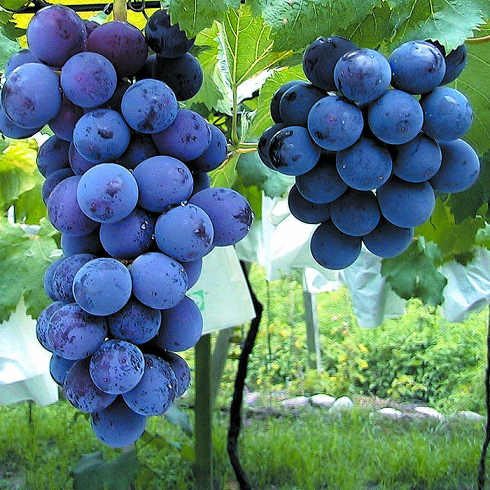 Vitis 'Kyoho' Cuttings, 6 Hardwood Stems, Japanese Table Grape, Vitis vinifera, USDA Zones 6-9, Dark Purple Grapes