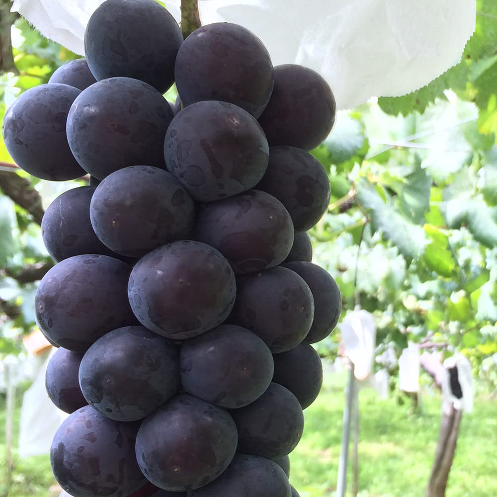 Fujiminori Grape Cuttings - 5 Hardwood Stems - Vitis vinifera 'Fujiminori' - Japanese Table Grape - USDA Zones 6-9