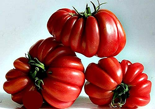 25 Ruffled Tomato Seeds | Exotic Heirloom Variety | Solanum lycopersicum | Ribbed Red Tomatoes for Salads & Sauces