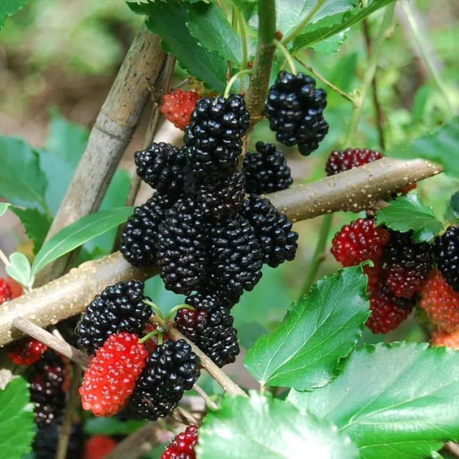 Dwarf Everbearing Mulberry Trees Set of 5 - Morus nigra | Live Starter Plants | Edible Fruit for Containers & Gardens