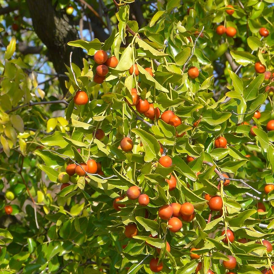 5pcs Jujube Cuttings, Unrooted Edible Fruit Tree, Ziziphus jujuba, Grow Sweet Dates for Garden & Orchard Planting