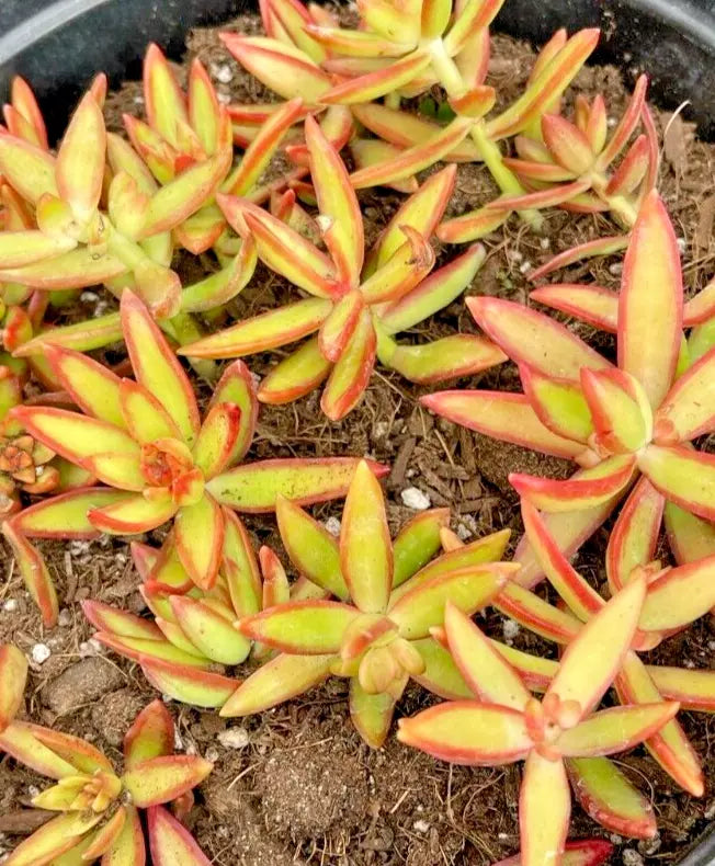 5 Rooted Live Succulent Cuttings - Sedum Adolphi 'Firestorm' - Vibrant Red-Orange Edges, Drought-Tolerant, Easy Care