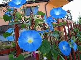 100 Morning Glory Seeds | Blue & White Blooms | Ipomoea tricolor | Non-GMO Climbing Vine for Fences & Trellises