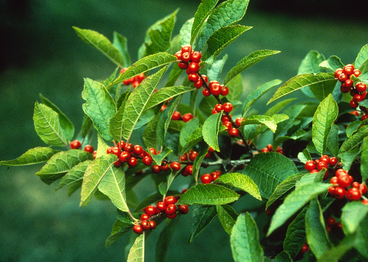 250 mg Ilex Verticillata Seeds - Winterberry Holly for Planting, Decorative Shrub for Wildlife & Landscaping
