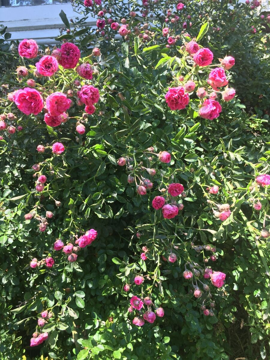 Unrooted Cuttings 8 Southern Heirloom Climbing Rose Pink Blooms Rosa spp. Fast Growing Vine for Fences and Trellises