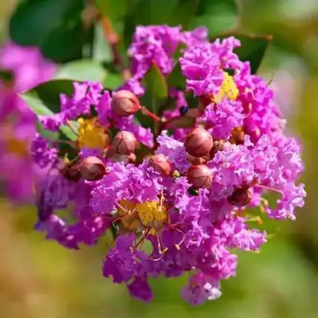 Purple Crape Myrtle Cuttings 6-8" Unrooted Lagerstroemia indica Light Purple Blooms Easy to Grow for Garden