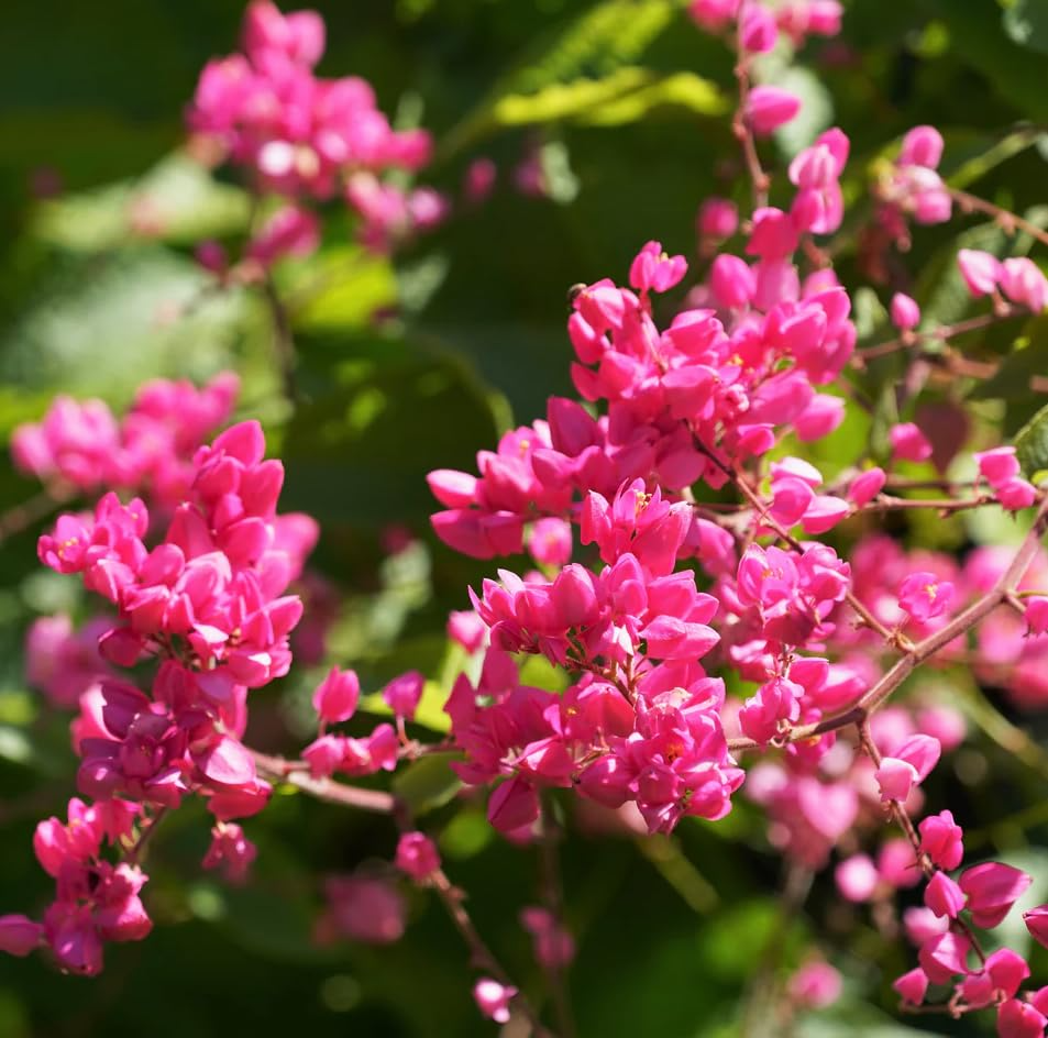 5 Pink Coral Vine Flower Seeds | Mexican Creeper | Antigonon leptopus | Rare Vining Plant for Gardens