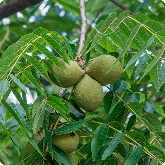 10 Black Walnut Tree Seeds - Juglans nigra | Fast-Growing Nut Tree for Landscaping | Hardy Perennial Shade Tree