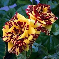 20 Dragon Tiger Rose Seeds - Rare Red & Yellow Striped Bloom - Fragrant Perennial - Rosa spp. - Easy to Grow