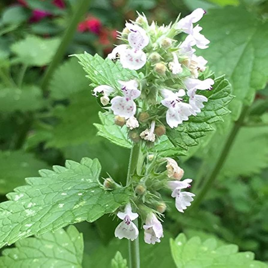 1,000 Catnip Seeds - Nepeta cataria, Non-GMO Perennial Herb for Cats, Fragrant Garden, Herbal Tea, Pollinator Friendly
