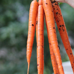 250 Tendersweet Carrot Seeds | Heirloom Non-GMO | Daucus carota subsp. sativus | Sweet Crunchy Roots for Garden & Containers