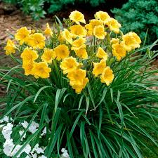 3 Bare Root Stella D'Oro Daylily Plants | Mini Border Lily | Cold Hardy Perennial | Hemerocallis 'Stella de Oro'