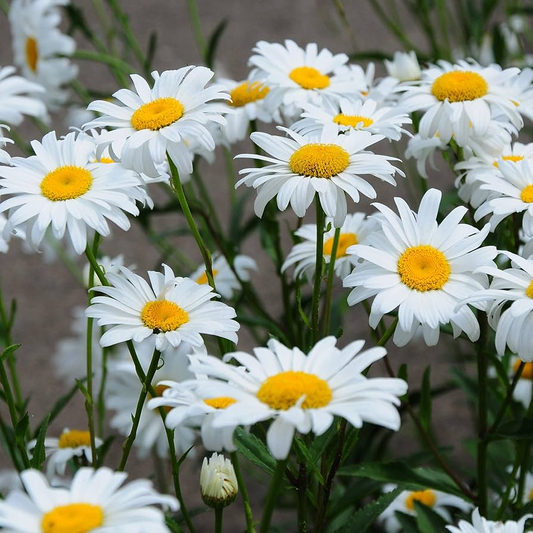 1,000 Shasta Daisy Seeds | White Perennial Flowers | Leucanthemum × superbum | Easy to Grow for Pollinator Gardens