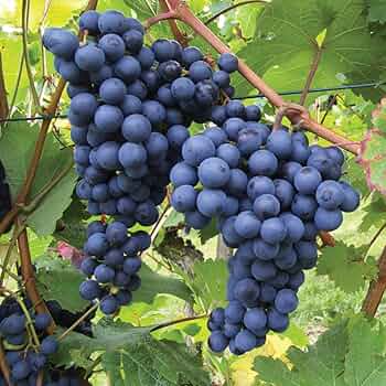 5 Unrooted Cuttings Cold Hardy Perennial Fruit Grape Vines Vitis spp. Easy to Root Cold Tolerant for Garden