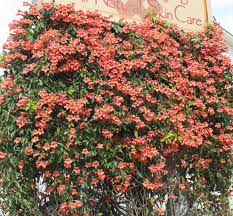 Bignonia "Tangerine Beauty" Crossvine Rooted Starter Plant | Bignonia capreolata | Fast-Growing Flowering Vine for Gardens