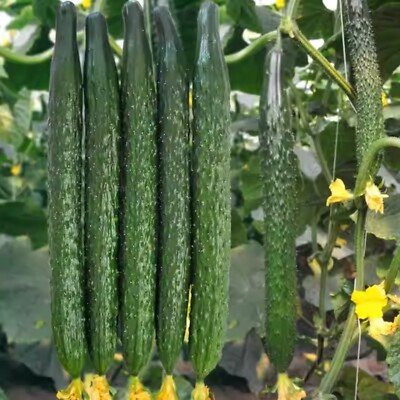 60 Seeds Asian Suyo Long Cucumber - Heirloom Non-GMO China Hybrid - Sweet & Crisp Cucumis sativus for Gardens & Greenhouses