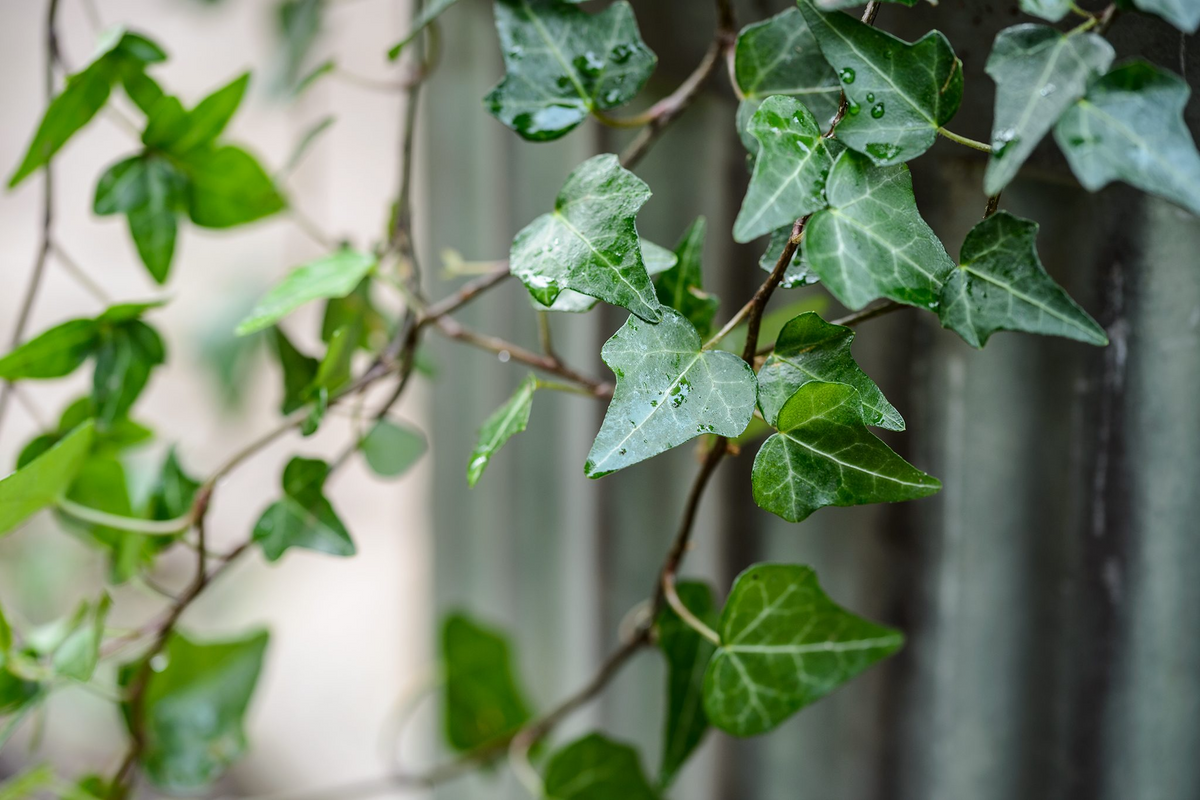 12 English Ivy Cuttings - Live Plant - Hardy Climbing Vine - Hedera helix - Easy to Grow & Low Maintenance, Indoor/Outdoor