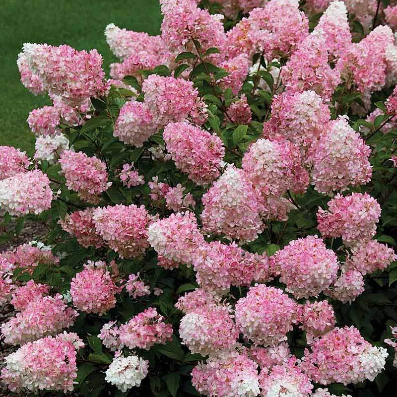 Hydrangea Cuttings 6 Rooted Plants Pink/White Blooms Hydrangea paniculata USDA Zones 4-9 Full Sun/Part Shade