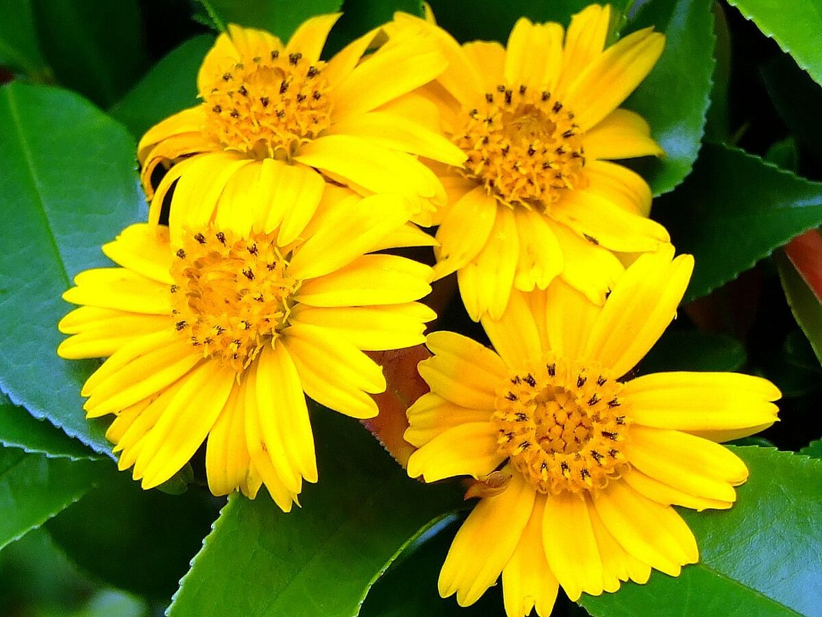Wedelia Trilobata Cuttings, 12 Rooted Starts, Fast-Growing Ground Cover with Yellow-Orange Flowers, USDA Zones 8-11