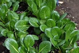 Mustard Green Spinach Seeds 500mg, Heirloom Komatsuna Tendergreen, Fast Growing, Heat & Cold Tolerant, Brassica rapa var. perviridis