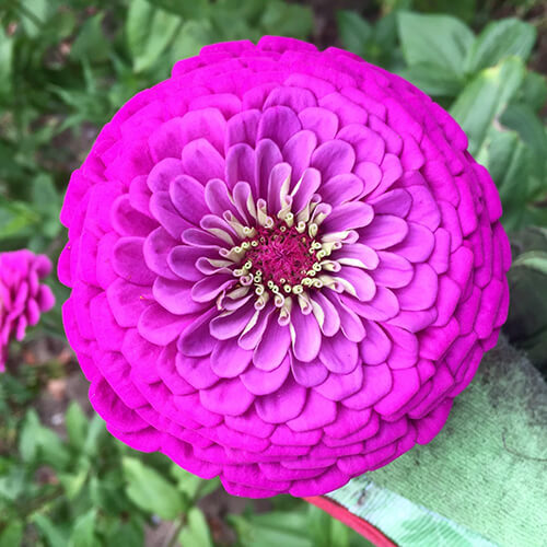 Purple Prince Zinnia Seeds | Non-GMO | Rosy Purple Blooms | Zinnia elegans | 50-1,000 Seeds | Tall Cut Flowers | Pollinator-Friendly