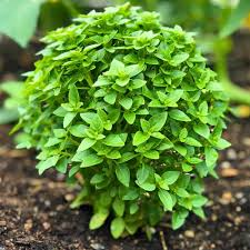 200 Spicy Globe Basil Seeds - Heirloom Compact Aromatic Culinary Herb - Ocimum basilicum - Perfect for Containers