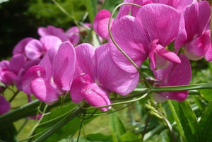 Royal Pink Sweet Pea Seeds 50+ Pack - Lathyrus odoratus - Fragrant Climbing Vines for Trellises & Bouquets