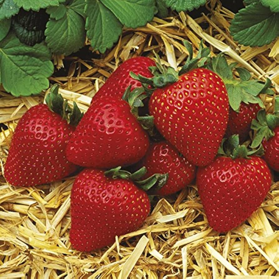 Everbearing Strawberry Plants - 12 Bare Root Pack - Albion Variety (Fragaria × ananassa) - Hardy for Zones 4-9