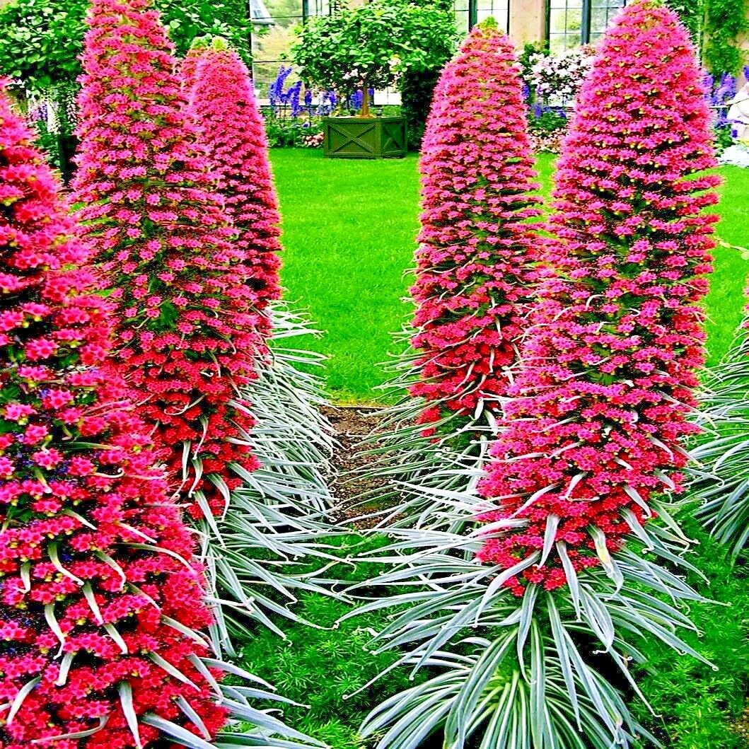 Tower of Jewels Seeds - 20 Rare Hummingbird Flower Seeds, Pink-Red Blooms, Echium wildpretii, Ideal for Zones 9-10 Garden